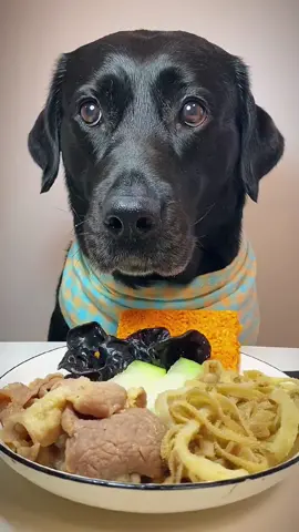 Dog eat so Cute 🐕 #Dog #dogeating #pet #cute #asmr #fyp #foryou 