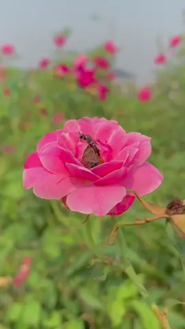 Chiếc video dành cho tín đồ yêu cây cỏ thiên nhiên #quangphucquetoi #chill #canhthiennhien #xh #trend 