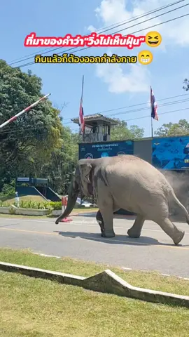 จะหยุดทัก fc ซักหน่อยไม่ทันล้าวววว วิ่งฝุ่นตลบ😁😁 #พี่เดี่ยวหลับ #พี่เดี่ยว #ช้างป่าเขาใหญ่ #ช้าง #เขาใหญ่ @ก็มาเที่ยวดิ 