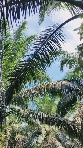 💆‍♂️🌴#petanisawit #sawitsumatra #petanimudasukses #sawitriau #sawitontiktok #petanimuda #fyp 