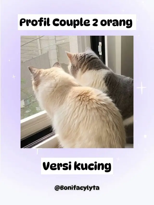 Tag teman kamu yang mau diajak couple😍 . . . Follow for more information!😻 . . #4u #cutecat #realmeซูมให้ได้ซีน #pfp #Cat #fypシ #fyp #kusying 