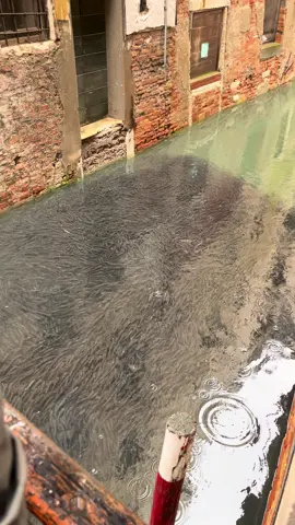 What is this?? Is this normal? #venice #schooloffish #veniceitaly #creepy #endoftheworld #veniceitalytravel #weird #fishtok #vacation #venicethings #fishcontent #nature #apocalypse #storm #raininvenice 