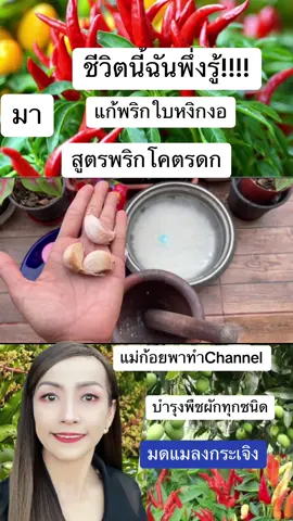 #แม่ก้อยพาทําchannel  #ไล่มด #สูตรแก้พริกใบหงิกงอพริกเน่า #สูตรนี้พริกโคตรดก #ปุ๋ยเร่งดอกผล #บำรุงพืชผักทุกชนิดไม้ดอกดอกไม้ประดับไม้มงคลผักกินใบใช้ได้หมด #เที่ยวกับ 