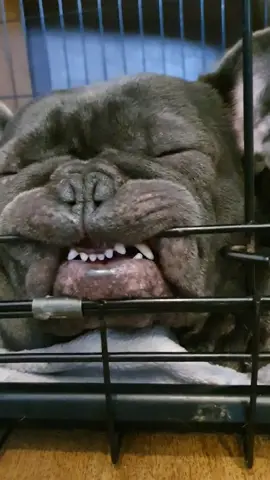 God I love him 🤣🥰🥹 #frenchbulldog #frenchie #frenchiesoftiktok #funnyfrenchie #funnyfrenchbulldogs #funnyfrenchievideo #sleepingdog #cutedog #cutefrenchie #ilovemyfrenchie #dogoftheday #fyp #foryourpage #discoverme #follow 