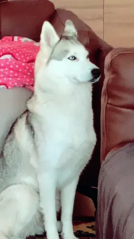 🐩🐾🥰hairan banayo kosen, le granma lai