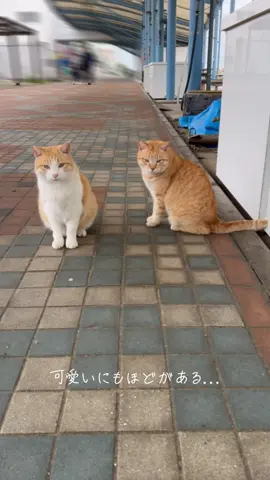 可愛いにもほどがある… 港町の茶タロー＆茶シロー #猫好き #癒し  #可愛い猫 #地域猫  #茶トラ #茶白  #アイドル #cat  #猫しか勝たん  #可愛いにもほどがある 