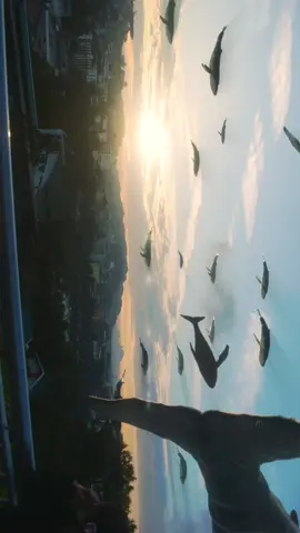 Baguio with Flying Whales! #baguio #vfx #fyp 