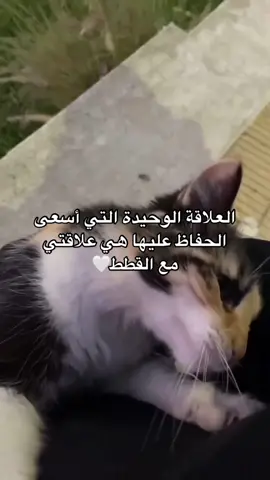 🤍#tiktok #fyp #cat #Love #trust #lovely 