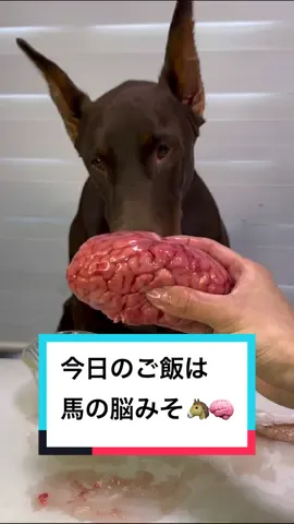 本日のご飯は馬の脳みそ🧠#ドーベルマン　#doberman #dobie #愛犬#dobermanpinscher #dobermann #dogasmr #asmr #咀嚼音 #犬ご飯