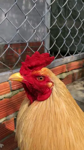 Màu yêu thich🥰🥰🥰 #gà_chọi_việt_nam #traigavunguyen #xuhuongtiktok 