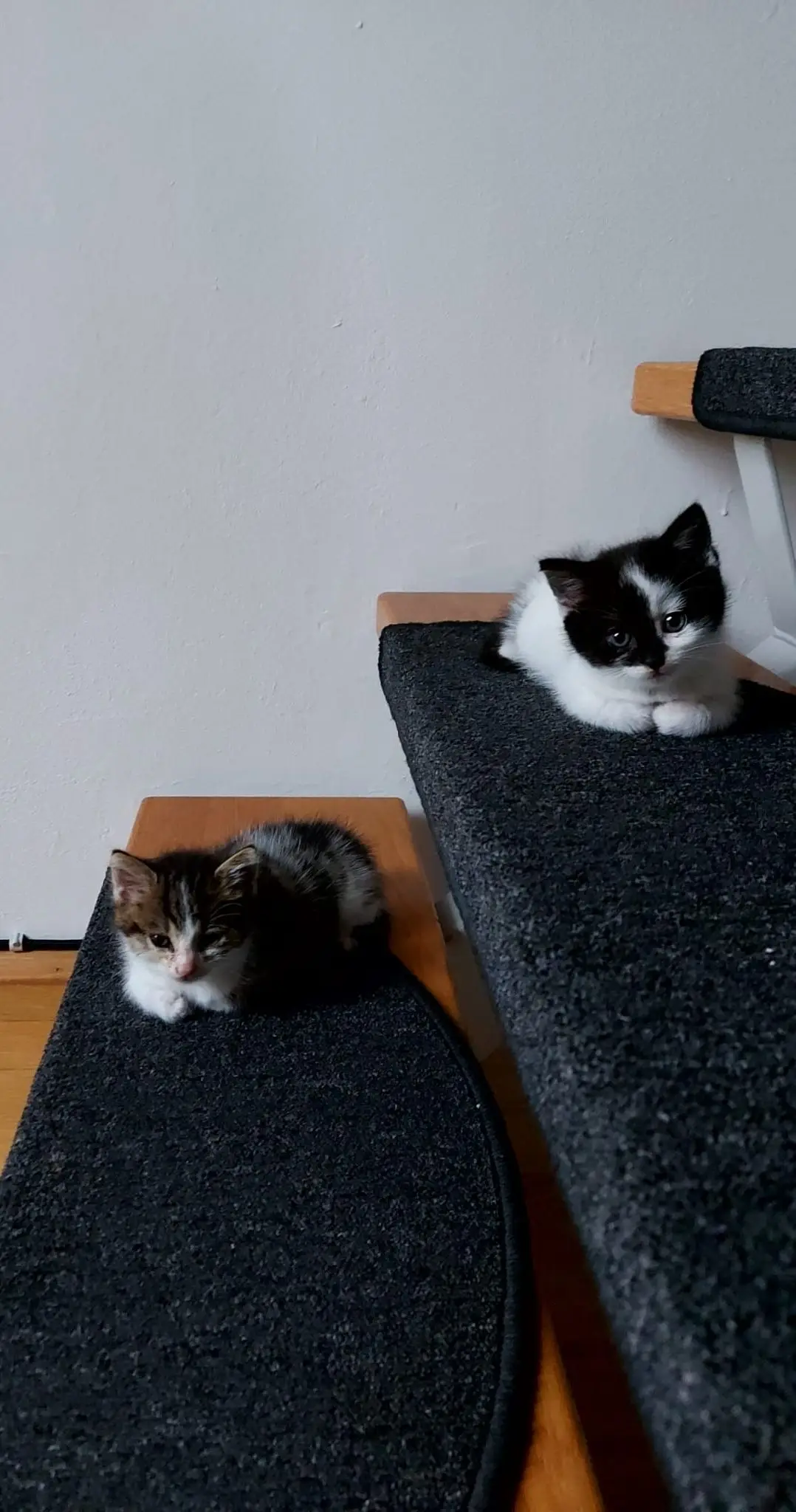 Sie werden so schnell groß🥺 #fypシ #fy #cats #catmom #Love 