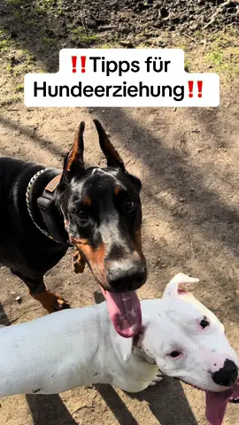 #hunde #dog #viral #foryou #hundevideos #dogsoftiktok #hund #dogs #hundetraining #hundeerziehung 