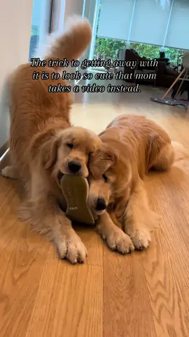 This is how you break them in, right? @TRUE linkswear What’s your replacement policy? 😅 #goldenretriever #cutedog #fyp 