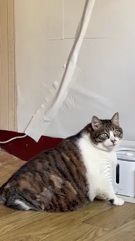 It looks like a seal. #cat #fyp #cute #funny #funnyvideos 