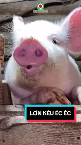 Không biết em lợn nói cái gì nữa??? Đòi ăn hay đòi đi tắm đây 😂 #lợn #pig #nuôilợn #lợnkêuécéc #tramxanhfood #lợnsạch3s #thịtlợnsạch3s 