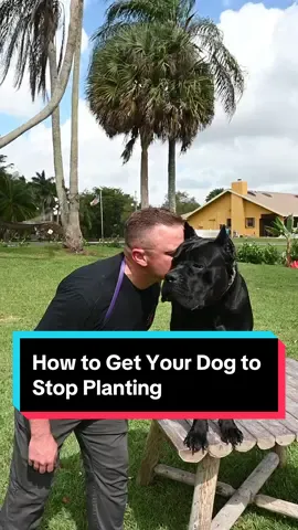 How to Get Your Dog to Stop Planting #dog #dogs #puppy #dogtrainingtips #canecorso #doglover #DogTraining #fyp 