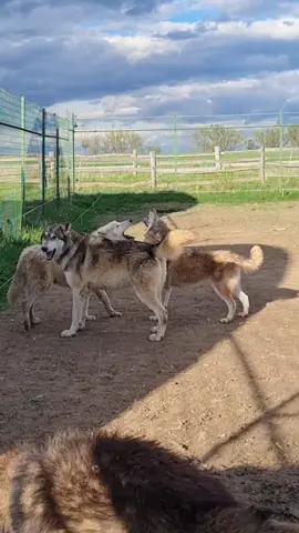 all pack #theonewhodanceswithwolves #wolvesoftiktok #wolman 