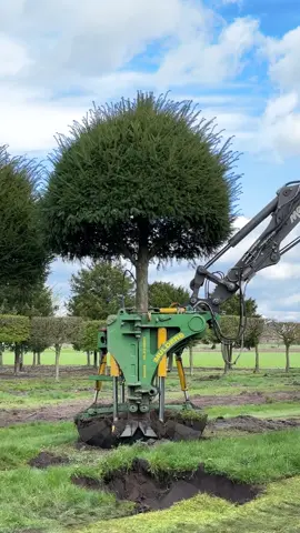 Transplanting majestic almost 50-year-old Taxus baccata topiaries from one row to another, giving them room to thrive and maintaining their healthy rootball. 🌳🌱  #topiary #taxus #englishyew #topiaryshapes #taxusbaccatatopiary #evergreentrees #taxustopiary #taxusbaccata #gardenideas #boomkwekerij #gardenarchitecture #landscaping #treenursery #treesourcing #tuinarchitect #tuinarchitectuur #pépinière #plantsourcing #baumschule #tuinaanleg #landscapingdesign #boomkwekerijjefcools #gardendesign #greenarchitecture 