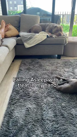 Pretending to fall asleep with a treat in my hand! 😅  #dogs #dog #americanbully #puppy #dogsoftiktok #staffy #dogparent #funnydog #luluandtuktuk #funny #nz 