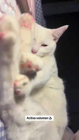 Maggy una de las integrantes de Cattos!! 😻💝🫶 #fyp #fy #fypシ #viral #gatostiktok #gato #gatosdetiktok #gatosdetiktok #CapCut #longervideostiktok 