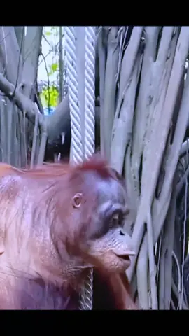 @animals_pigs @animals_pigs #fyp #monkey #monkeyvideos #animals #Gibbon #gorilla #tiktok 
