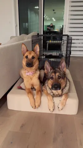 one month anniversary of this beautiful friendship💛 #adoptdontshop #dogfriends #dogsoftiktok #doglover #shelterdog 