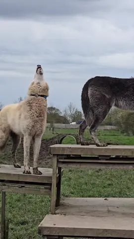 Howlll for @DuraDogs awesome Collars  #wolfpack #wolfdog #wolf #beautiful #fyp #foryou #tiktok #trending #viral #howl #views 
