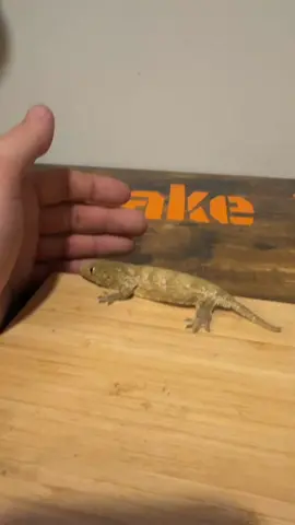 Moss Ball got the runner track start vibes going on.  #leachiegecko #leachianus #leachiesofinstagram #gecko #geckos #lizard #lizards #lizardsofinstagram #lizardlover #lizardlife #pet #pets #animal #animals #pet #pets #reptile #reptile #reptilekeeper #reptilelover #reptilesofinstagram #daily #instagram #tiktok #reels #viral #boise #idaho 