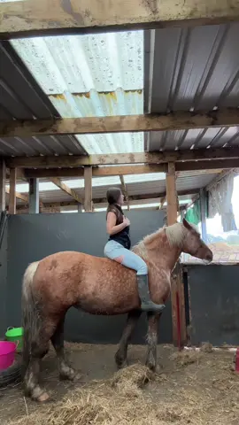 when the baby pony ur producing is safer than your competition horses 🤷‍♀️🤣🤣#welshD #palimino #younghorse #selfproduced #equine #yfc #specialbond #farmlife #competitionhorse #farmergirl #mylittlepony 