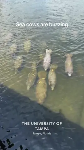 Tampa is like the disney of Florida. Magical #tampa #florida #manatee 