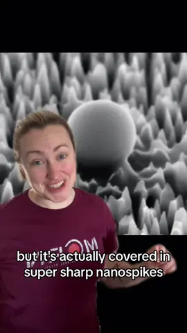 Elegant in its simplicity. But how much on Amazon? #stem    Sources: 1. “New material neutralized 96-percent of virus cells using nanospikes” – Popular Science     2. “Scientists use supercomputer to learn how cicada wings kill bacteria” – Phys (dot org) 3. “Silicon spikes take out 96% of virus particles” – RMIT University