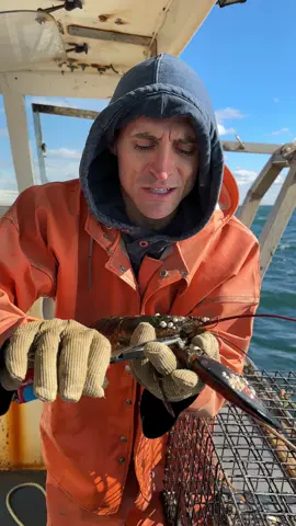 #barnacles #asmr #satisfying #satisfyingvideo #maine #lobster #ocean 