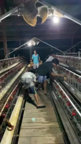 lemburr 🐔🐔🥚🥚