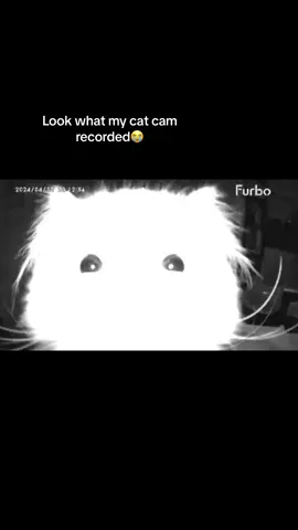 Im crying 😭😭😭 #cat #catsoftiktok #felix #felixstraykids 