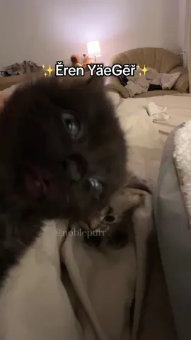 @Noble Purr You kinda Smell #noblepurr #kitten #darkvader 