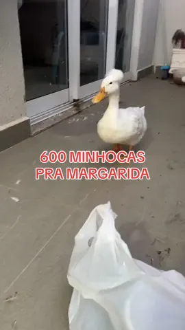 600 minhocas pra Margarida #juliaolympio #patolino #fy 