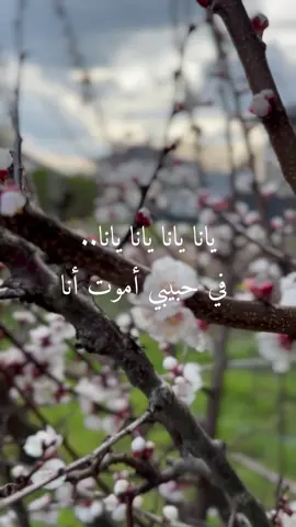 يانا يانا 😍 #صبوحة #رولا #♥️ 