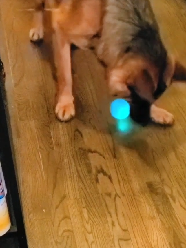 Robot vacuums: great at cleaning floors, not so great at playing fetch 🤖🚫🎾 #ViralHog #FunnyDogVideos #RobotVacuum #FetchIsLife