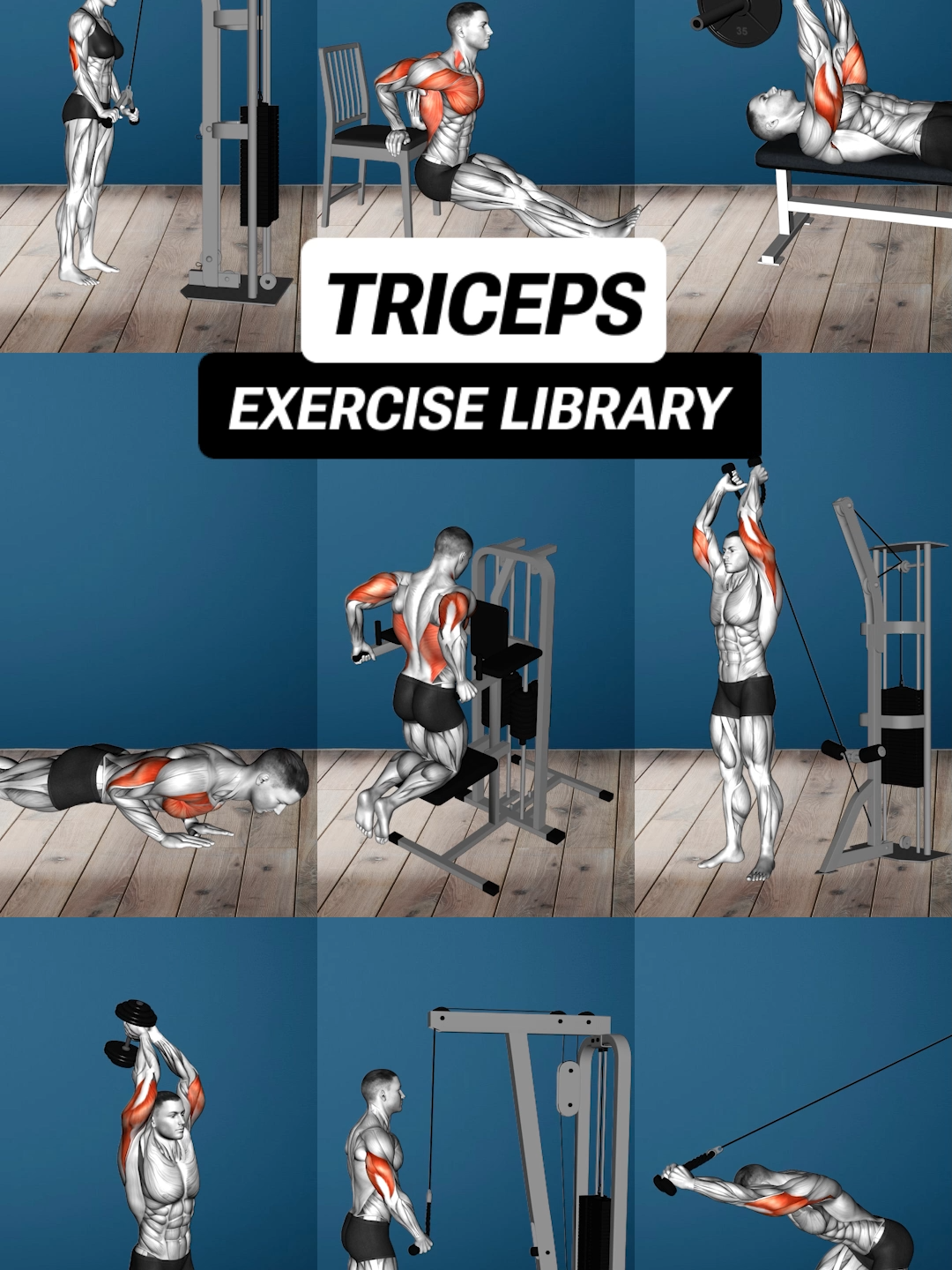 So why do good girls like big Triceps? 💪🏼 #triceps #tricepworkout #upperbody #cablemachineworkout