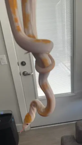 The Sunflower   ended up shedding the same night I made this short. Props to her for being such an amazing pet.  #retic #reticulatedpythonsofinstagram #reticulatedpython #piedretic #pied #python #pythons #pythonsofinstagram #snake #snakes #snakesofinstagram #snek #reptile #reptiles #reptilelover #reptilekeeper #reptilesofinstagram #instagram #tiktok #daily #pet #pets #animal #animals #cute #funny #viral #shorts #boise #idaho  