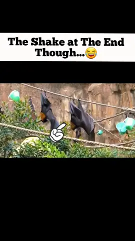 Surprise! Hopefully no one was underneath😂 #bats #funny #animals 