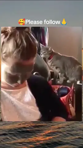 #cat #cute #catvideo #cutcat #funny #pet #funnyvideo #kitty #keşfet #keşfetbeniöneçıkar #keşfetteyizzz 