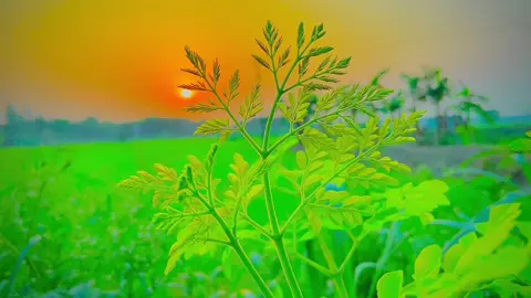 গ্রামের সৌন্দর্য..🌸🍃🌱⛅ #fowllowersb #bdlyricscreator #foryou #foryoupage #growmyaccount #vairalvideo #প্রকৃতিরঅপরূপসৌন্দর #bdtiktokofficial🇧🇩 @TikTok Bangladesh @TikTok 