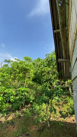 #fyp #lewatberanda #jemekisam #petanikopi #jemekitegale #nasibbandan 