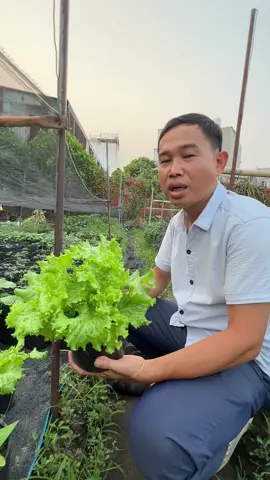 Xà lách xoăn mỹ #vuonraugiongngocnhung #xuhướng #raugiong #xuhuong #salad 