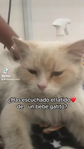 Latido de gatuto bebe 🐱😍 #bebestiktoks #gatitostiktok #veterinarian #veterinario #gatos #foryoupage #foryou #amor 