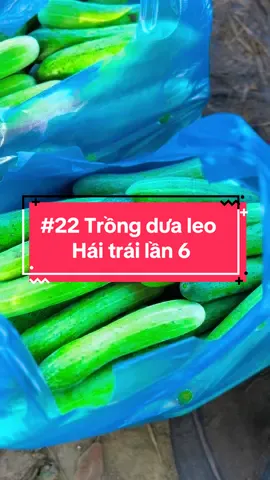 Thu hoạch vườn dưa leo , hái dưa leo , bẻ trái lần 6 sau 37 ngày trồng #hienonha 