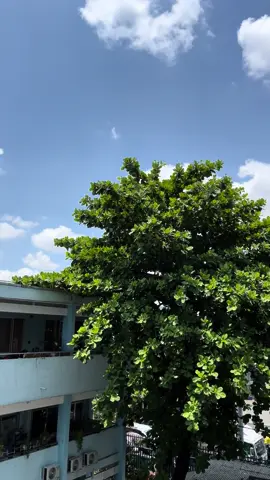 Mùa hạ, mùa nắng, mùa xa vắng. ( P/s: MÙA NÓNG - NÓNG quá trời). Nhìn cây bàng trong sân trường cho tâm hồn xanh mát và dịu lai. #truongtieuhoc 