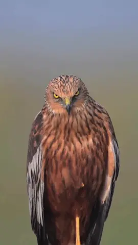 Evil Eagle look meme template #meme #eagle #viraltiktok 