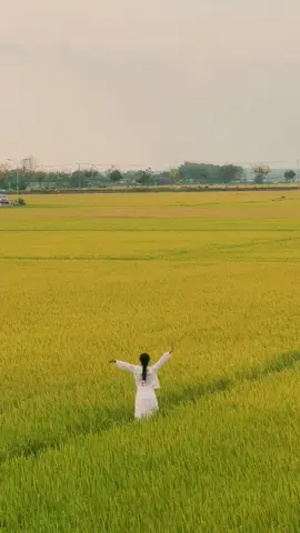 Mùa vàng - Cánh đồng lúa An Nhứt, BRVT #myoi #annhut #vungtau #BRVT #travel #Summer 